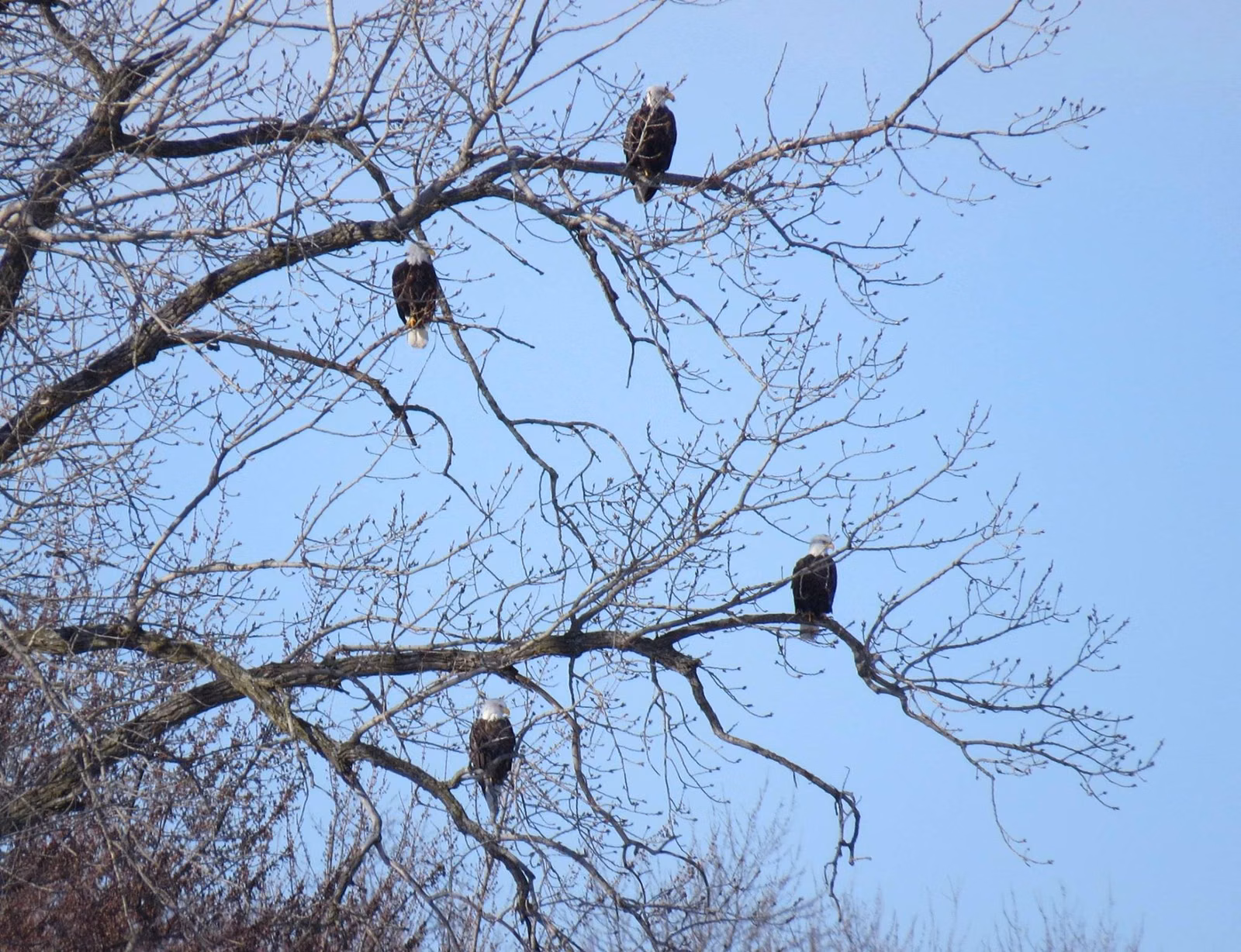 Five bald eagles perched in bare winter trees by the Mississippi River